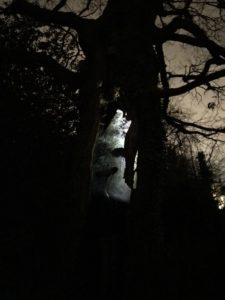 Dark Voice, a guided night walk in Waterlow Park by Richard Layzell @ LUX