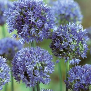 BIG BULB SALE @ LAUDERDALE HOUSE LAWN